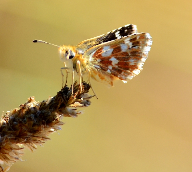 Pyrgus da id. - Spialia sertorius